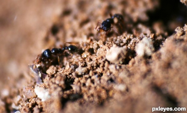 busy ants