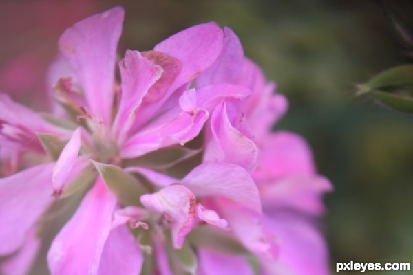 purple flowers