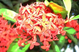 Ixora