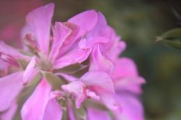 purple flowers