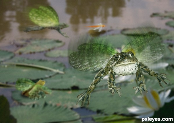 And If Frogs Had Wings photoshop picture)