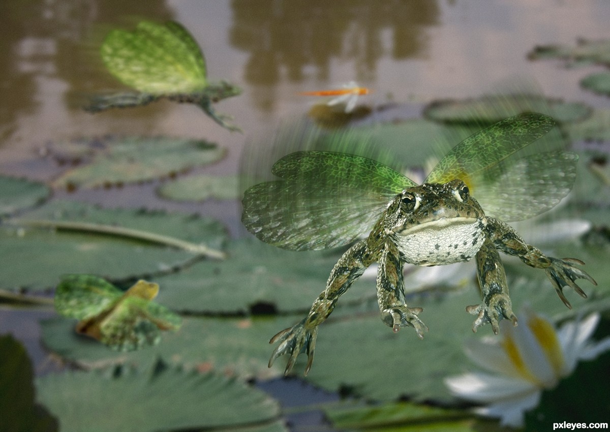 And-If-Frogs-Had-Wings-4d624de292127_hir