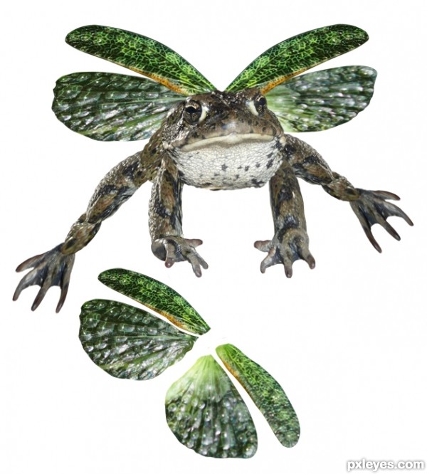 Creation of And If Frogs Had Wings: Step 2