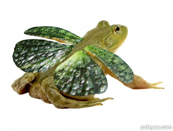 Creation of And If Frogs Had Wings: Step 4
