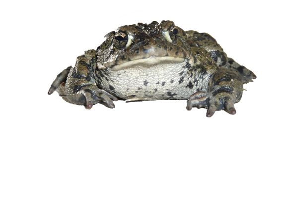 Creation of The Piano Frog: Step 1