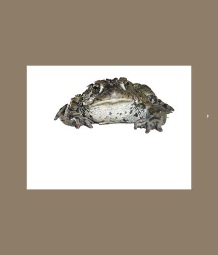 Creation of The Piano Frog: Step 2