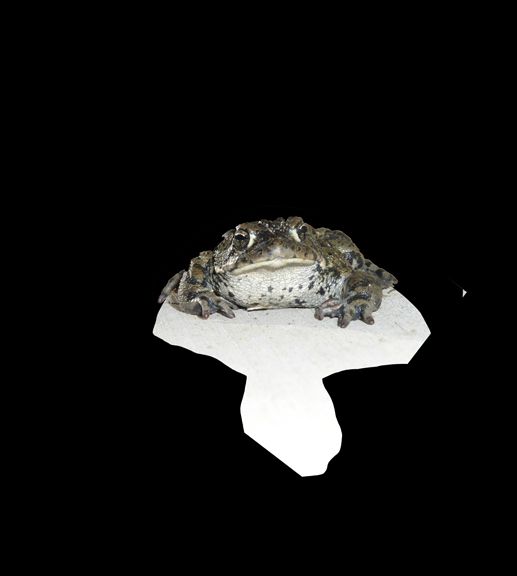 Creation of The Piano Frog: Step 3
