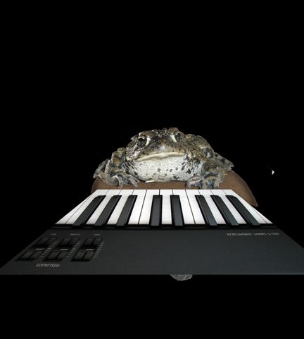 Creation of The Piano Frog: Step 5