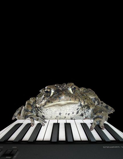 Creation of The Piano Frog: Step 6