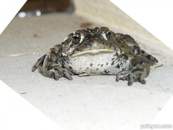 Creation of frog hill: Step 1