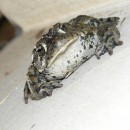 frog closeup source image