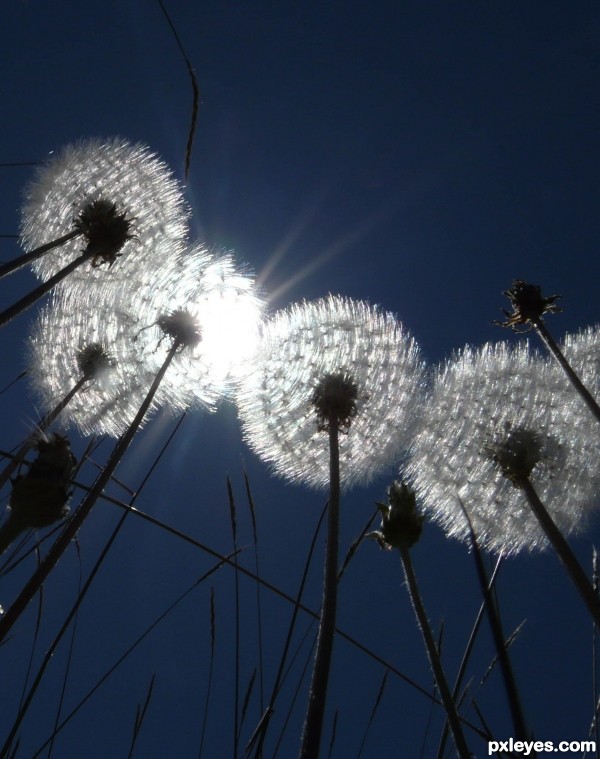 Dandelions