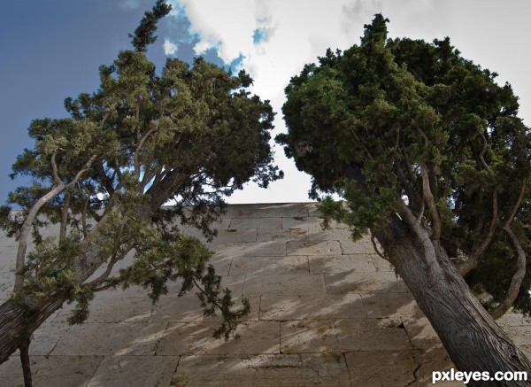 Two cypress trees