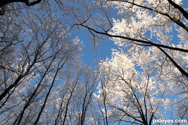 Winter Trees