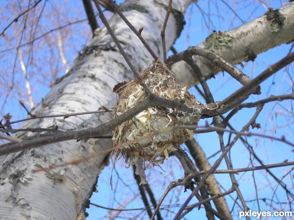 nest in a birch
