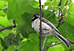 Chickadee