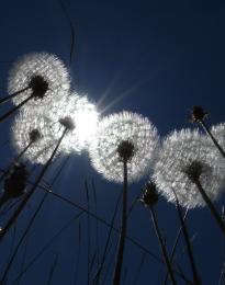 Dandelions