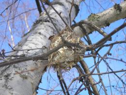 nest in a birch