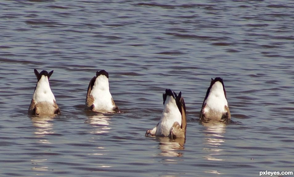 Getting a little behind in their lunch