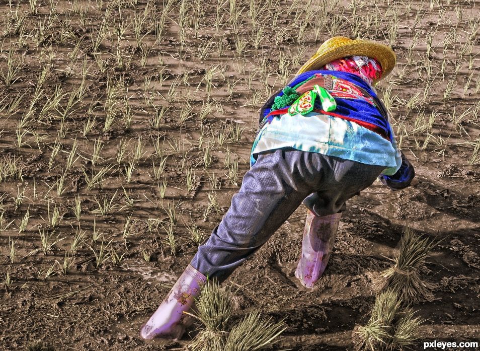 Rice Planting Asana