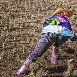 RicePlantingAsana