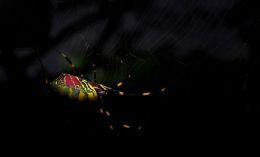 Lurking in the Shadows