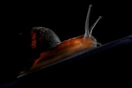 Snails dont like lights