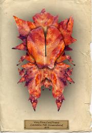 Leaf Insect Picture