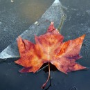 frozen leaf photoshop contest