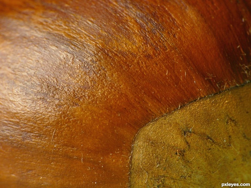 Chestnut in close-up