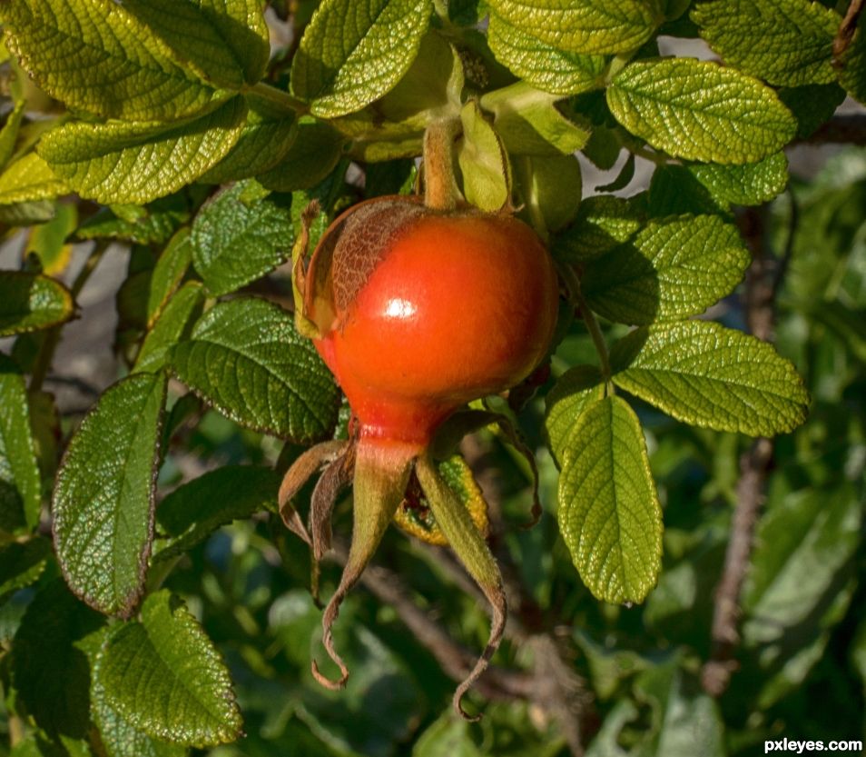 Rosa rugosa