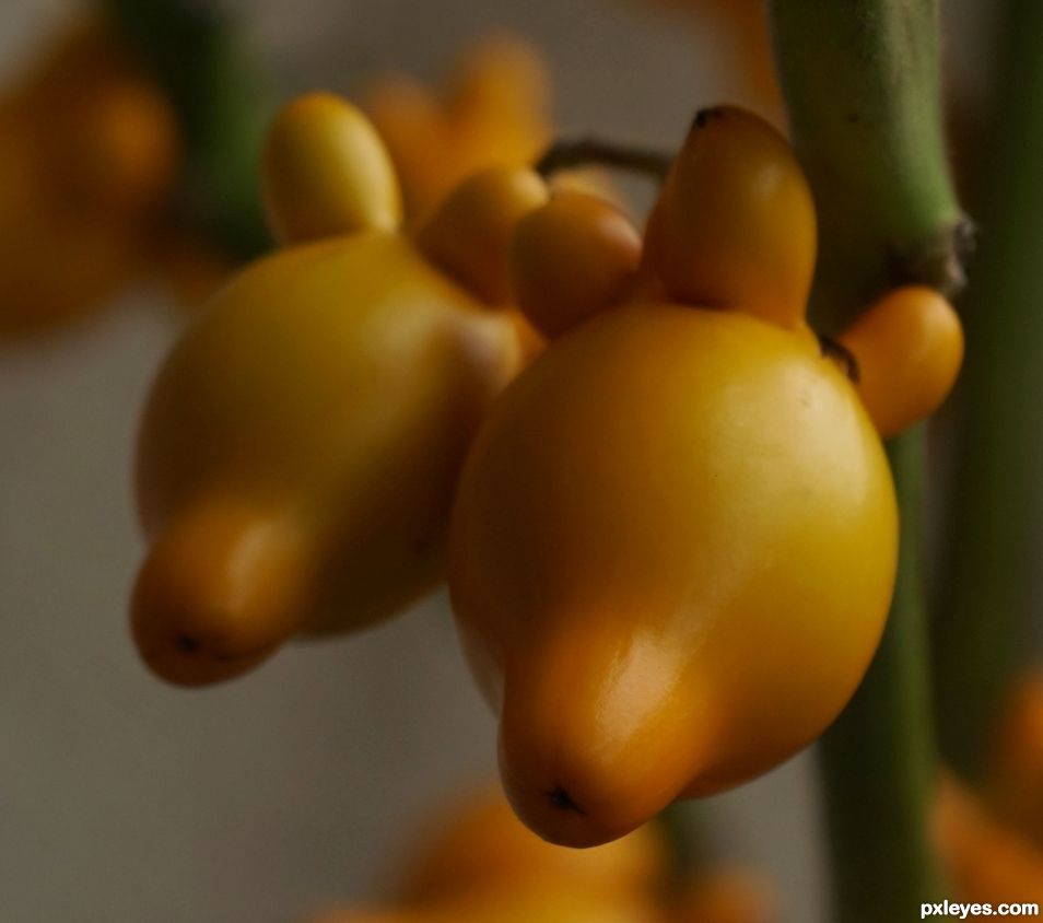 Gourd Fruit