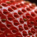 fruit close up photography contest
