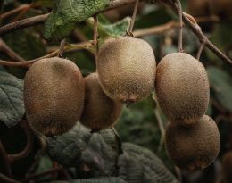 Kiwis