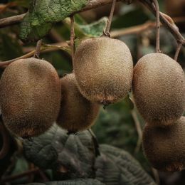 Kiwis