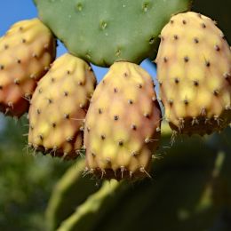 PricklyPear