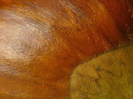Chestnut in close-up