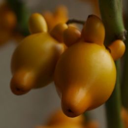 GourdFruit