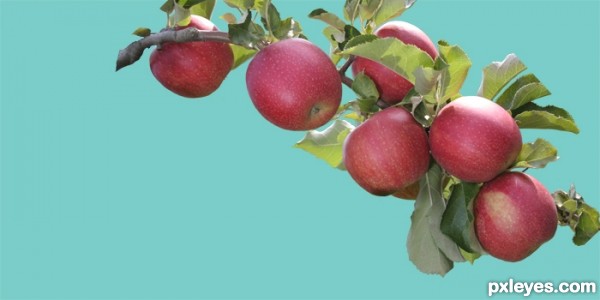 Creation of Elk Valley Apples: Step 1