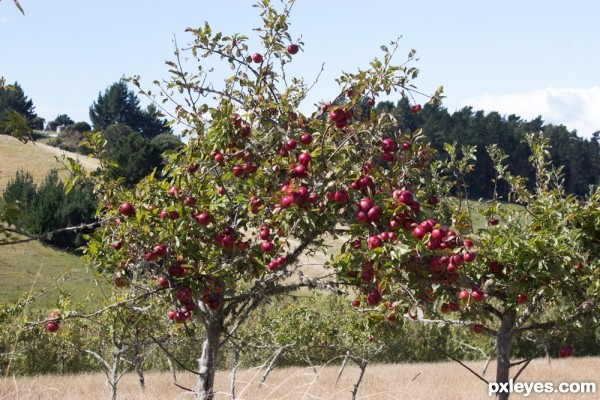 Creation of an apple a day : Step 3