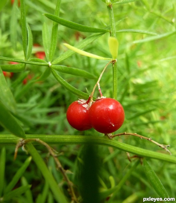 Asparagus asparagoides 