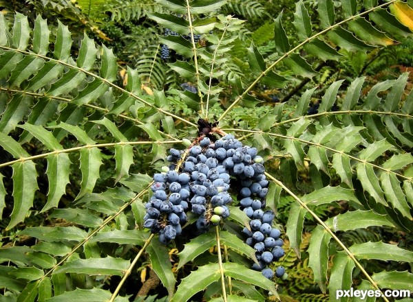 Berries