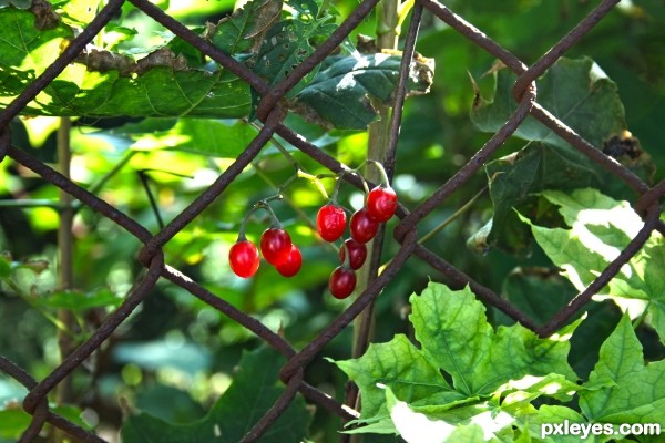 Berries through the fence