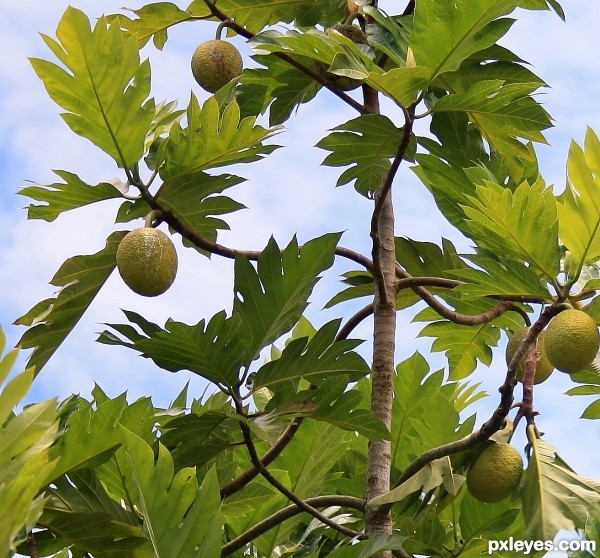 Breadfruit