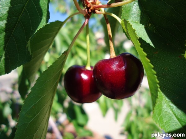 Cherry Tree