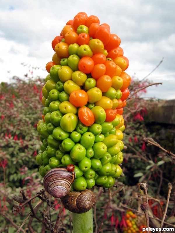 Dracunculus Vulgaris photoshop picture)