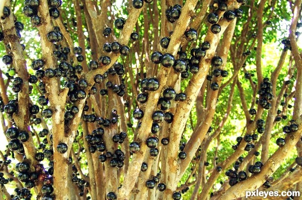 Jabuticaba