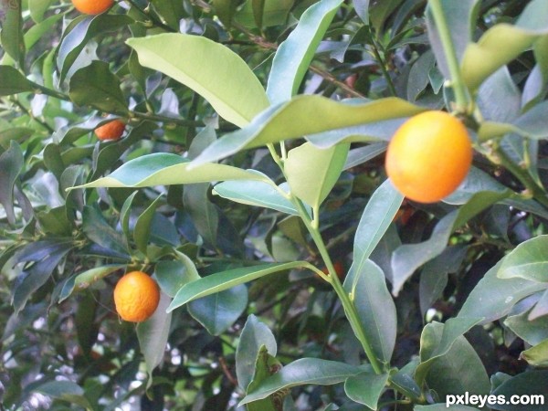 Kumquats