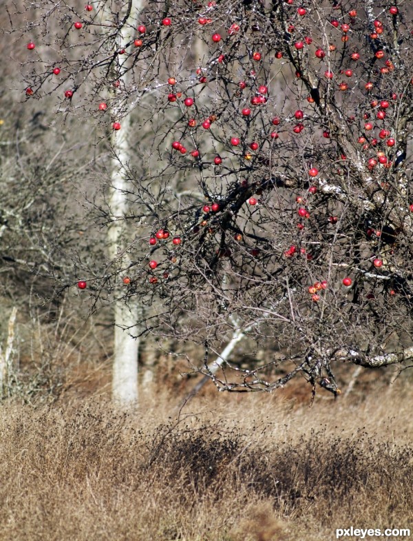 Late Apples