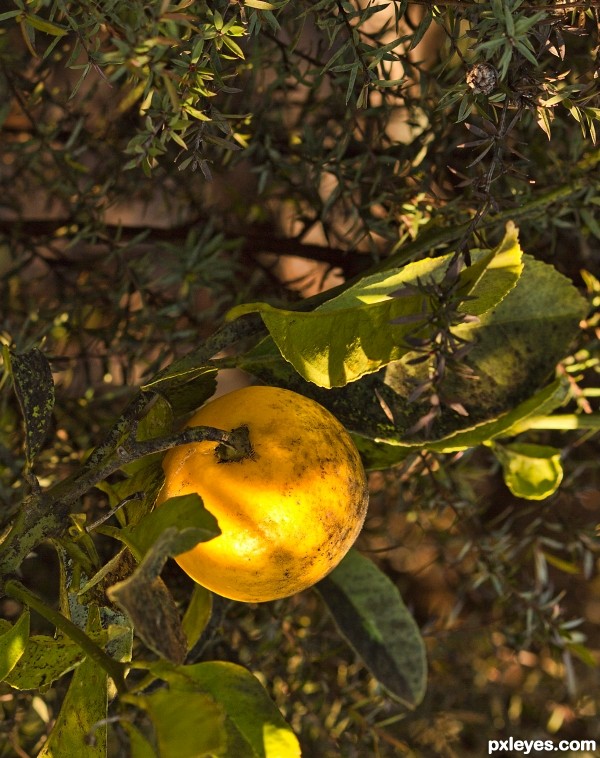 Lemon tree